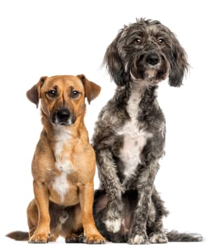 Paws to Heart - Pet bordeing and Daycare - Dubai