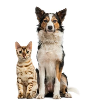 Paws to Heart - Pet bordeing and Daycare - Dubai