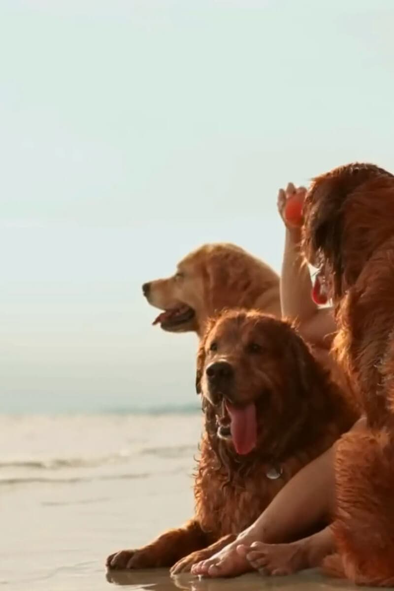 Affordable Pet Boarding • Daycare • Relocation Paws to Heart