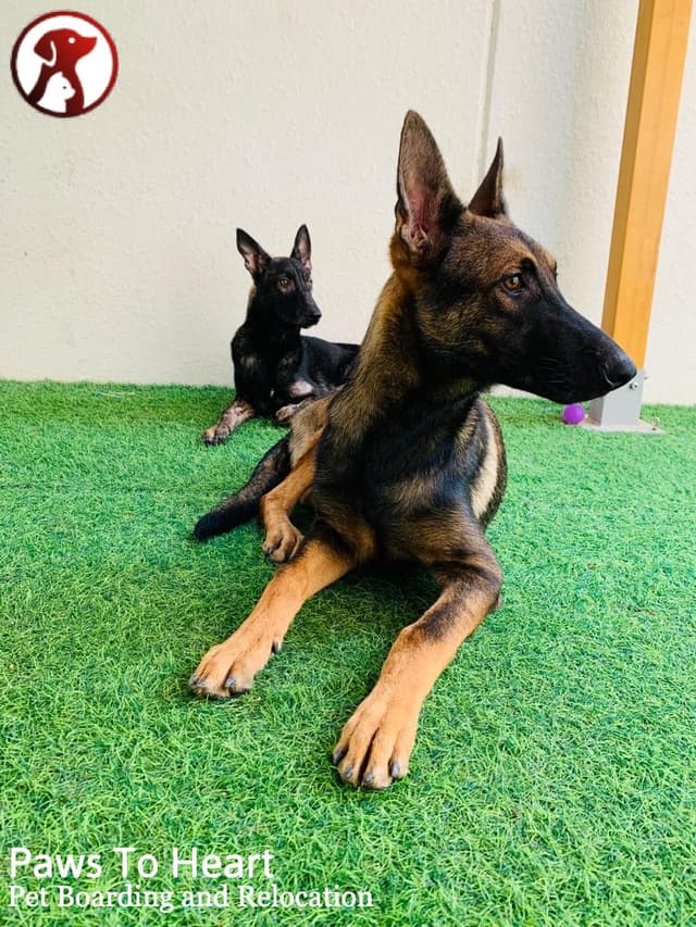 Paws to Heart - Pet bordeing and Daycare - Dubai