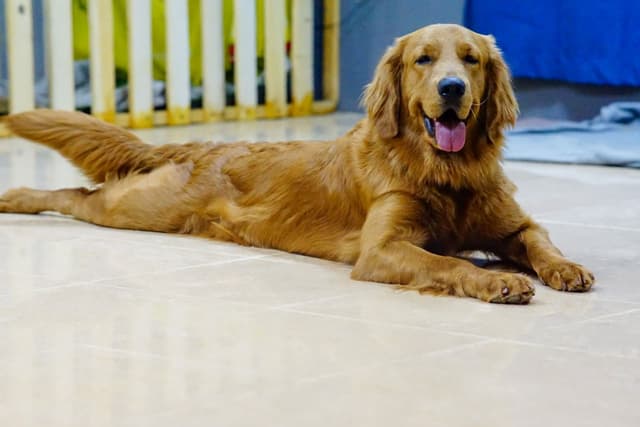 Paws to Heart - Pet bordeing and Daycare - Dubai