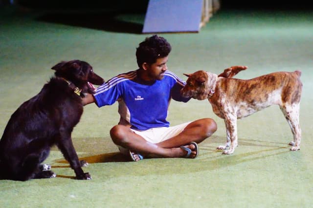 Paws to Heart - Pet bordeing and Daycare - Dubai