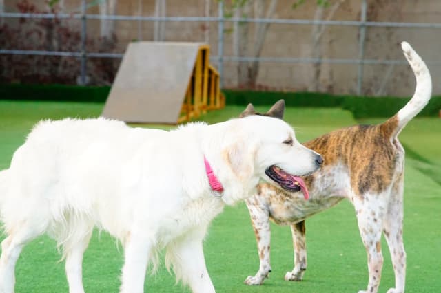Paws to Heart - Pet bordeing and Daycare - Dubai