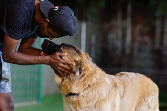 Paws to Heart - Pet bordeing and Daycare - Dubai