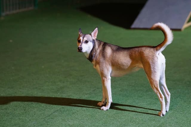 Paws to Heart - Pet bordeing and Daycare - Dubai