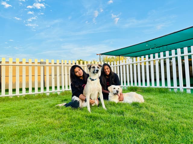 Paws to Heart - Pet bordeing and Daycare - Dubai