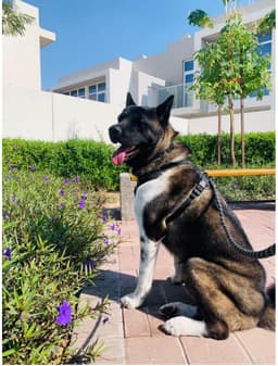 Paws to Heart - Pet bordeing and Daycare - Dubai