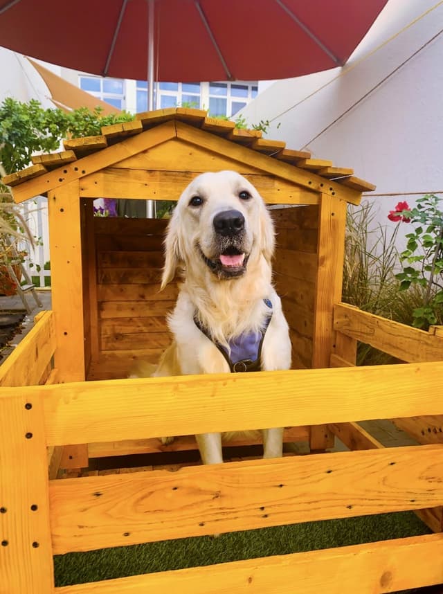 Paws to Heart - Pet bordeing and Daycare - Dubai