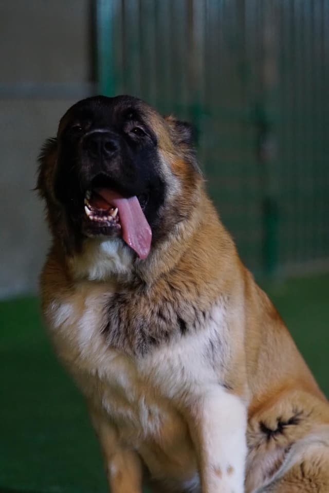 Paws to Heart - Pet bordeing and Daycare - Dubai