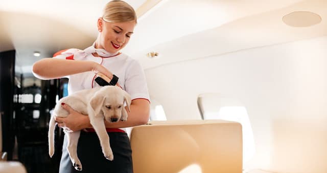 Paws to Heart - Pet bordeing and Daycare - Dubai